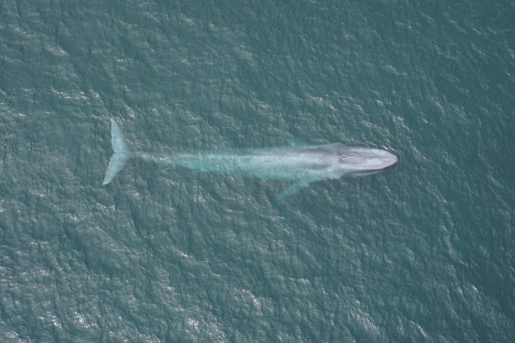 Baleine bleue - jet d'eau