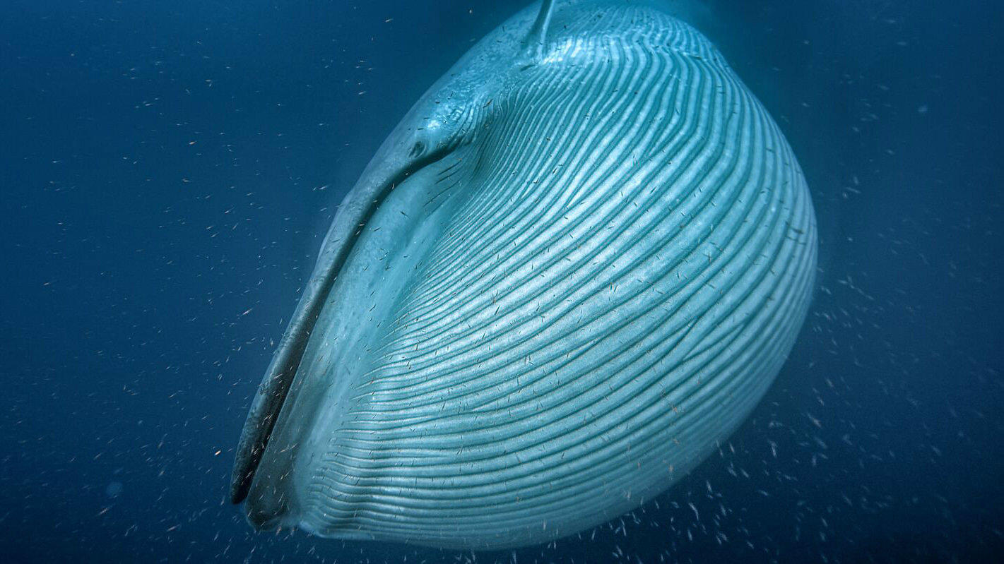 La Baleine Bleue (rorqual Bleu) - The Lost Cetacean