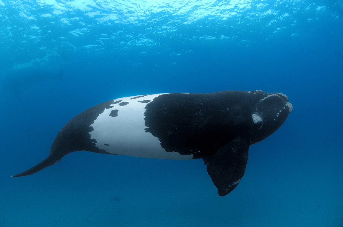 La Baleine Franche Noire Biscaye Atlantique Nord The Lost Cetacean 