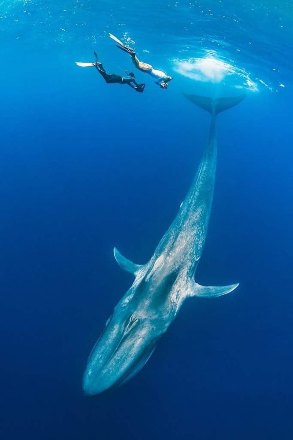 La Baleine Bleue (rorqual Bleu) - The Lost Cetacean