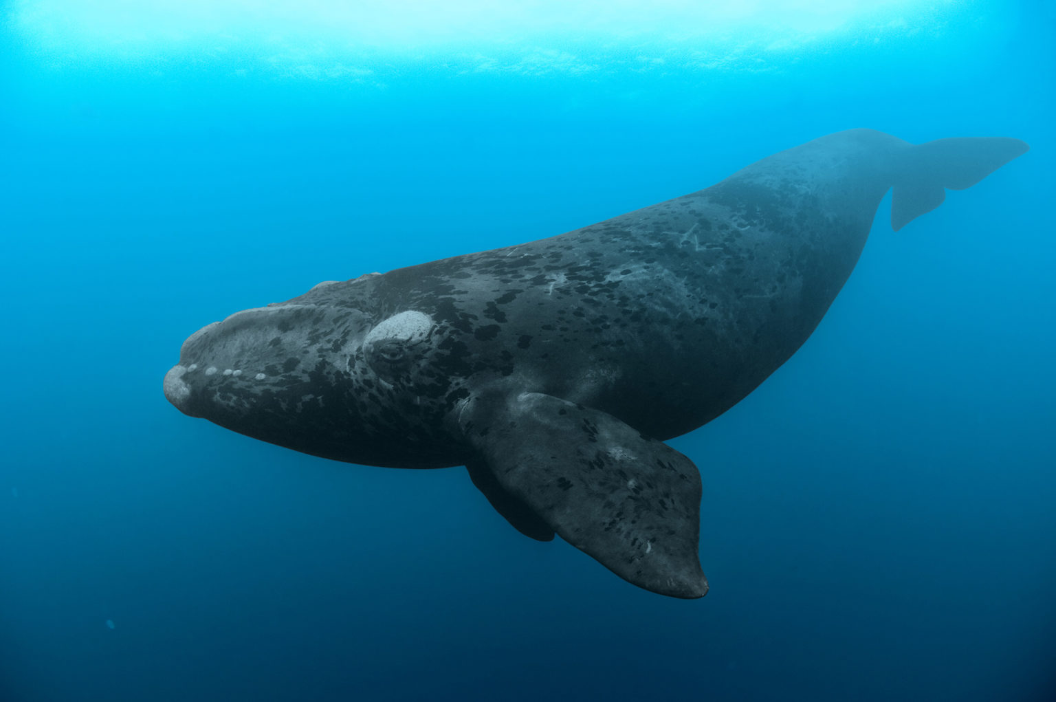 La Baleine Franche Australe - The Lost Cetacean