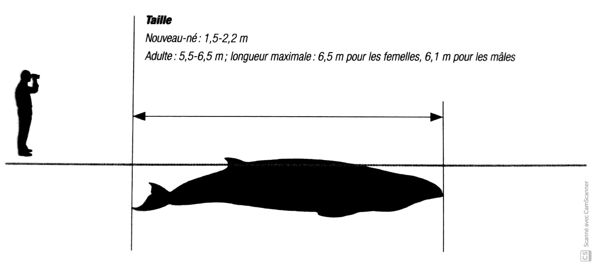 La Baleine Pygmée (baleine Naine) - The Lost Cetacean