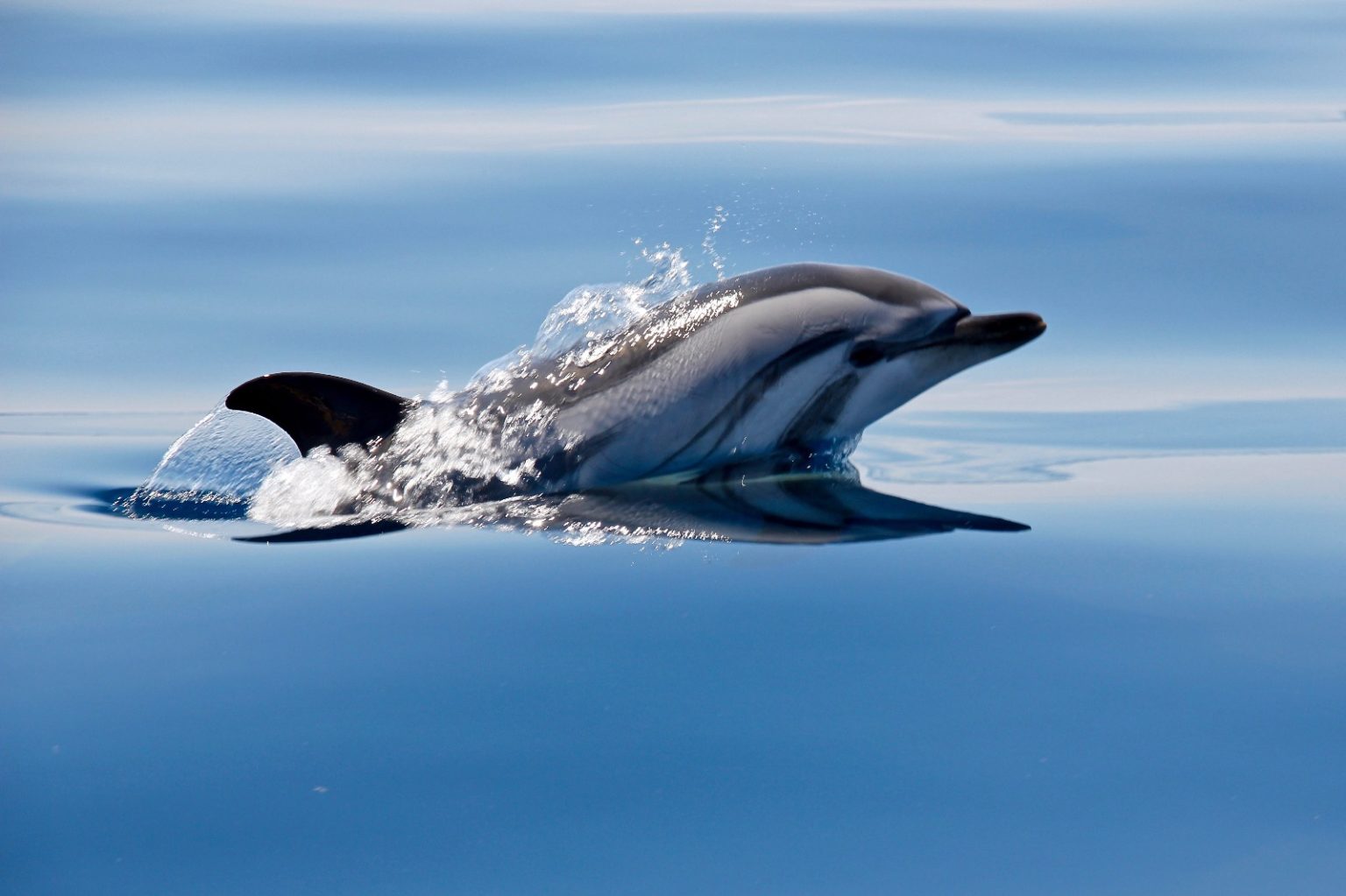 Le Dauphin Bleu Et Blanc - The Lost Cetacean