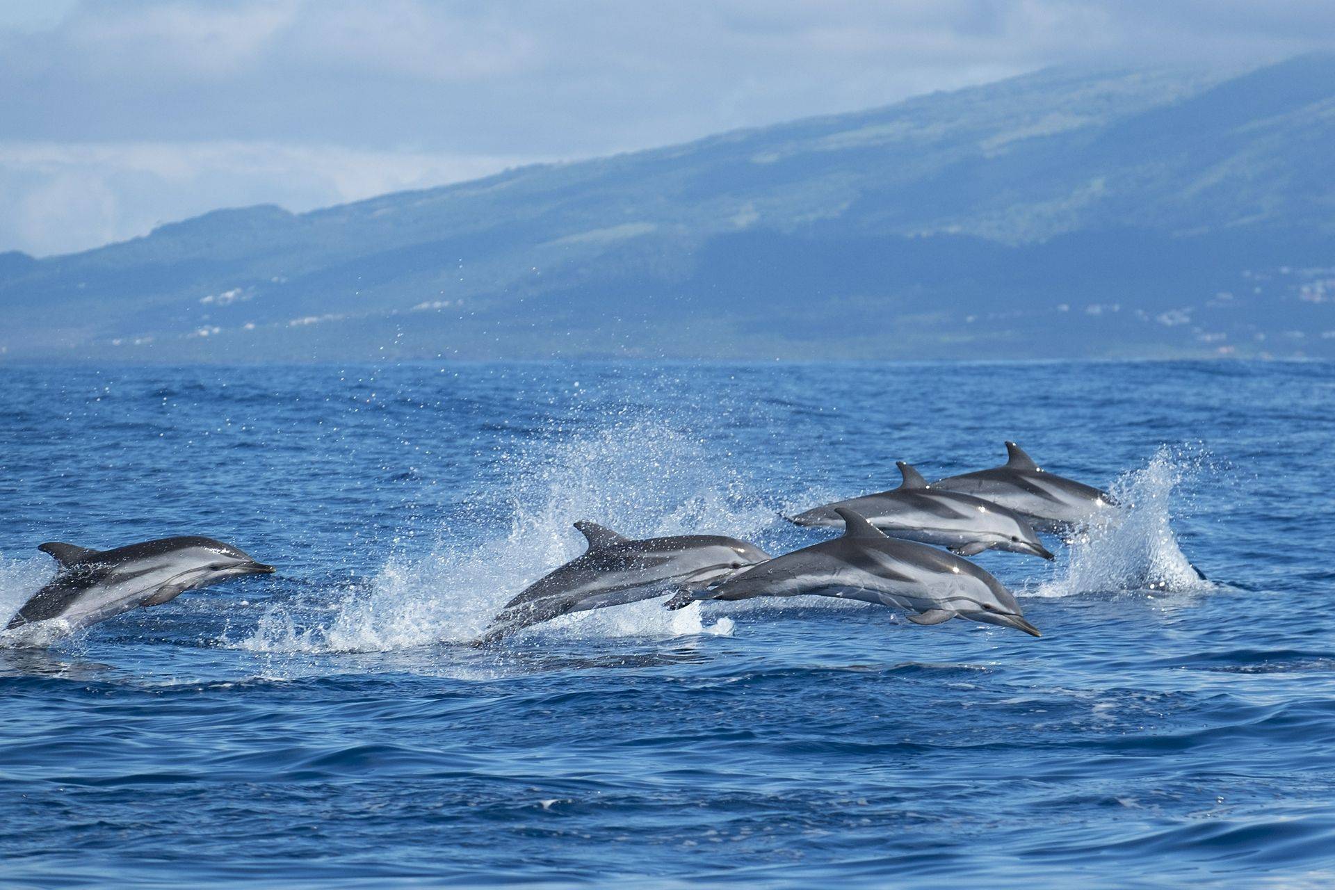 Le Dauphin Bleu Et Blanc - The Lost Cetacean