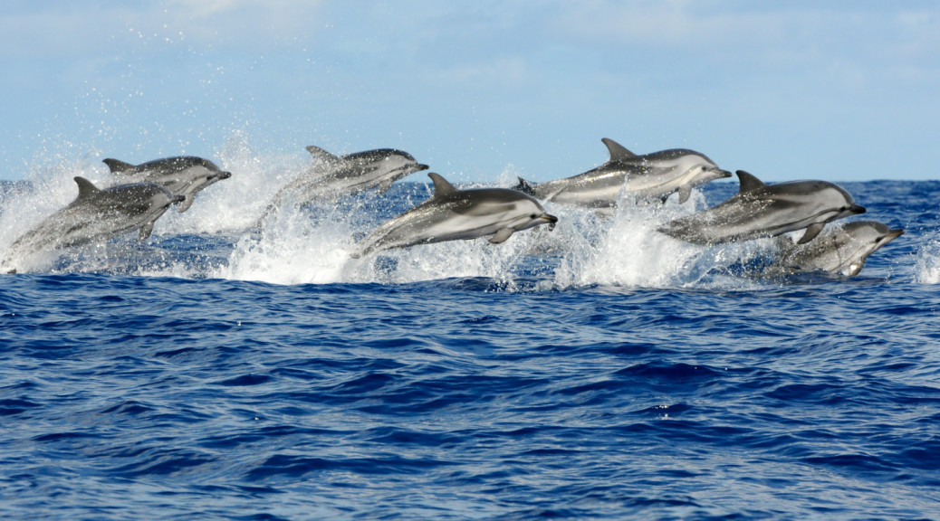 Le Dauphin Bleu Et Blanc - The Lost Cetacean